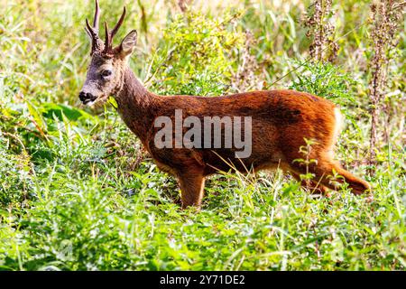 Dundee, Tayside, Schottland, Großbritannien. September 2024. UK Wildlife: Trottick Mill Teiche in Dundee Schottland bieten eine wunderbare herbstliche Landschaft mit männlichen weißen Rumpelhirschen, die im Grasland weiden. Quelle: Dundee Photographics/Alamy Live News Stockfoto
