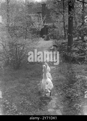 Glynn und Geesec. 1940 Stockfoto