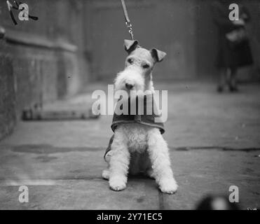 WAS IST MIT EINEM PREIS? "" plädiert STOKCOTT SHOWMAN , ein Drahthaariger Fox Terrier , gut eingepackt gegen die Kälte bei der National Terrier Championship Show in Olympia , London . Er ist im Besitz von Mrs . W.T.CRASKE, von Upper Stoke, in der Nähe von Norwich, Norfolk. 1. Dezember 1948 Stockfoto