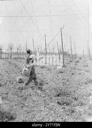 Hopfenbesaitung. c. 1940 Stockfoto