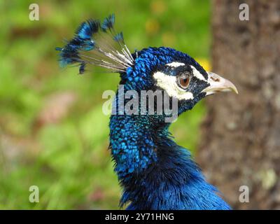 Nahaufnahme eines leuchtenden blauen Pfauens mit detaillierten Federn und einem unscharfen natürlichen Hintergrund. Stockfoto