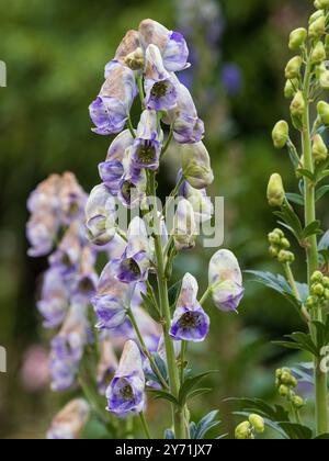 Blau-weiße Kapuzenblüten im Dorn der herbstblühenden Bastelblume, Aconitum carmichaelii „bewölkt“ Stockfoto