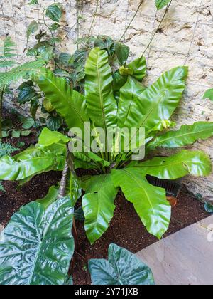 Breite, glänzende Fronten des zarten, epiphytischen immergrünen Vogelnest-Farns, Asplenium nidus Stockfoto