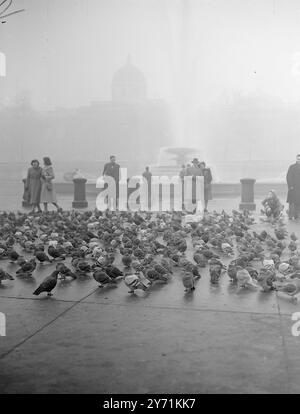 NOVEMBER IN LONDON erschienen sogar die Tauben am Trafalgar Square in LONDON niedergeschlagen , als November seinem Ruf für Unschuld gerecht wurde . 27. November 1948 Stockfoto