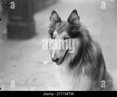 EINE STUDIE ZUM OBEDIENCE CANINE STADIUM STAR. Frau . V . McLeod's Rough Collie '' BRACKEN OF DADDYSTOWN '' nimmt an den Obedience Classes bei der Associated Sheep , Police and Army Dog Society's Championship Show in der Seymour Hall in London Teil . Dieser Preishund hat viele Auftritte auf der Bühne bei Obedience-Demonstrationen gegeben und wird nächste Woche im Liverpool Theatre stattfinden . DAS BILD ZEIGT:- Eine schöne Studie von '' BRACKEN VON DADDYSTOWN '' im Besitz von Mrs. V. McLeod aus Barkham, in der Nähe von Wokingham, Berks. 27. Oktober 1948 Stockfoto