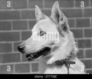 Nordic Breeds Society. Die Nordic Breeds Society veranstaltete heute eine Open Show in der Royal Horticultural Society Old Hall in Victoria, London. Das Bild zeigt: "Fernsehstar" - Bertil of the Hollow, ein norwegischer Buhund, im Besitz von Mrs. Powys-Lybbe, wurde im Fernsehen übertragen, und dies ist das erste Mal, dass diese Rasse in London gezeigt wird. So wie er seinen Kopf hält, weiß er, dass er ein Star ist. Stockfoto