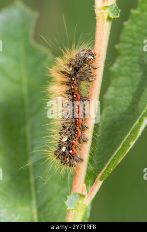 Raupe von Knot Grass Moth (Acronicta rumicis), Noctuidae. Sussex, Großbritannien Stockfoto