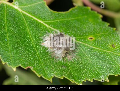 Egg CAC von Stretch Spider (Tetragnatha sp), Tetragnathidae. Sussex, Großbritannien Stockfoto