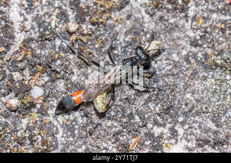 Weibliche Raupe-Jagd-Heide-Sand-Wasp (Ammophila cf pubescens), Sphecidae. Sussex, Großbritannien Stockfoto