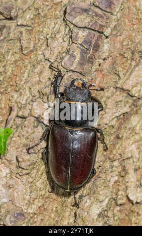 Hirschkäfer auf Baumstamm (Lucanus cervus), Lucanidae. Sussex, Großbritannien Stockfoto