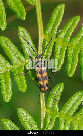 Vierbändiger Longhorn-Käfer (Leptura quadrifasciata). Cerambycidae. Sussex, Großbritannien Stockfoto