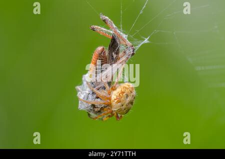 Ginse Orbweaver (Agalenatea redii) Weibchen mit Heuschrecken-Beute. Sussex, Großbritannien Stockfoto