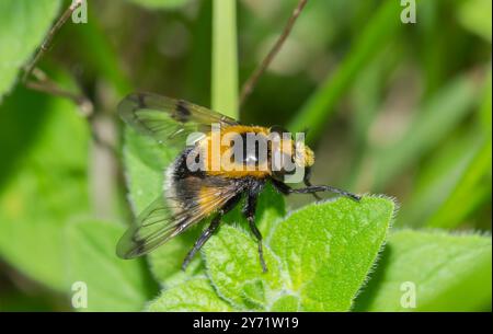 Hummel Plumehorn Hoverfly (Volucella bombylans var plumata) weiblich, Syrphidae. Sussex, Großbritannien Stockfoto