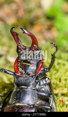 Männliche Hirschkäfer kämpfen (Lucanus cervus), Lucanidae. Sussex, Großbritannien Stockfoto