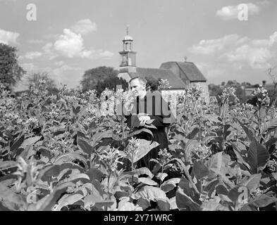 Vikar baut eigene „Smokes“ an Reverend Hugh Cuthbertson, Vikar von Tilty, in der Nähe von Dunmow, Essex, baut seinen eigenen Tabak in seinem Garten an. Der Aushärtungsprozess dauert nur zwei Monate und ist nicht durch den Klimawandel beeinflusst. Herr Cuthbertson arbeitet hart an der Förderung des Tabakanbaus in diesem Land, und mit diesem Ziel hat er den Amateur Tobacco Growers' Association gegründet, dessen Organisation er ehrenwerter Sekretär ist. Das Bild zeigt: Der Vikar inspiziert seine Tabakpflanzen, deren Schneiden nächste Woche beginnen wird. Im Hintergrund steht die Pfarrkirche. 8. September 1948 Stockfoto