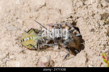 Weibliche Schildkäfer-Stalker-Wasp (Astata boops) mit Pentatomid-Beute, Crabronidae. Sussex, Großbritannien Stockfoto