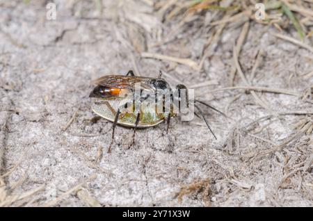 Weibliche Schildkäfer-Stalker-Wasp (Astata boops) mit Pentatomid-Beute, Crabronidae. Sussex, Großbritannien Stockfoto