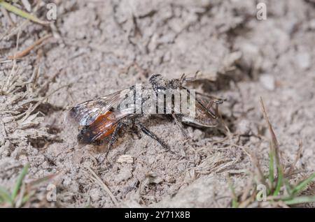 Weibliche Schildkäfer-Stalker-Wasp (Astata boops) mit Pentatomid-Beute, Crabronidae. Sussex, Großbritannien Stockfoto