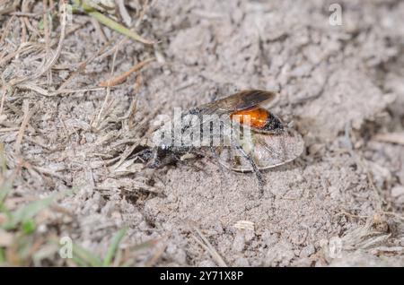 Weibliche Schildkäfer-Stalker-Wasp (Astata boops) mit Pentatomid-Beute, Crabronidae. Sussex, Großbritannien Stockfoto