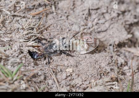 Weibliche Schildkäfer-Stalker-Wasp (Astata boops) mit Pentatomid-Beute, Crabronidae. Sussex, Großbritannien Stockfoto