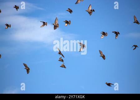 Eine Schar fliegende Starlinge vor dem Hintergrund des Himmels Stockfoto