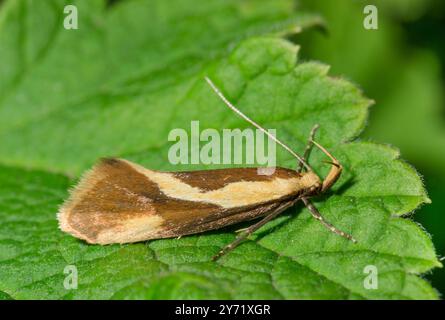 Gestreifte Tubic (Harpella forficella) seltene Mikromotte, OECOPHORIDAE. Sussex, Großbritannien Stockfoto