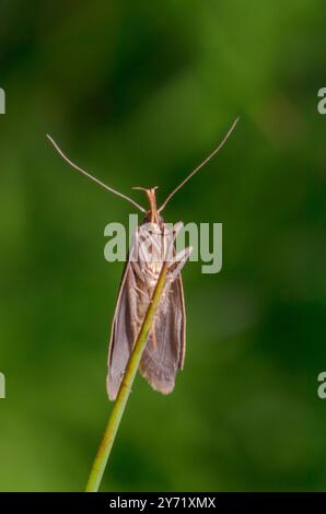 Gestreifte Tubic (Harpella forficella) seltene Mikromotte, OECOPHORIDAE. Sussex, Großbritannien Stockfoto