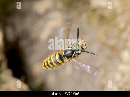 Arbeiter gemeinsame Wasp im Flug beim Ausgraben eines Nestlochs (Vespula vulgaris), Vespidae. Sussex, Großbritannien Stockfoto