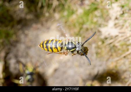 Arbeiter gemeinsame Wasp im Flug beim Ausgraben eines Nestlochs (Vespula vulgaris), Vespidae. Sussex, Großbritannien Stockfoto