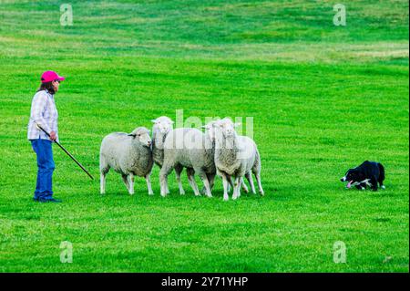 Hundehalterin und Border Collie hütet Schafe bei den Meeker Classic Sheepdog Championship Trials; Meeker; Colorado; USA Stockfoto