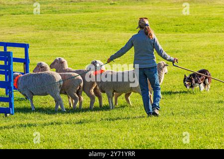 Hundehalterin und Border Collie hütet Schafe bei den Meeker Classic Sheepdog Championship Trials; Meeker; Colorado; USA Stockfoto