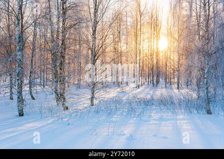 Goldenes Sonnenlicht strömt durch einen ruhigen Wald mit Schnee und wirft lange Schatten auf den Boden und zeigt die Schönheit des Winters in Schweden. Stockfoto