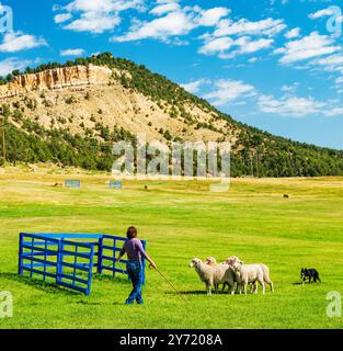 Hundehalterin und Border Collie hütet Schafe bei den Meeker Classic Sheepdog Championship Trials; Meeker; Colorado; USA Stockfoto