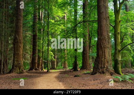 New Forest Hampshire - der Tall Trees Trail Blackwater Arboretum Rhinefield Ornamental Drive im New Forest National Park England Großbritannien GB Europa Stockfoto