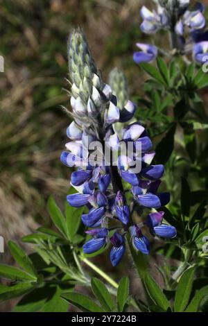 Nootka Lupine oder Lupin, Lupinus nootkatensis, Fabaceae. Nordisland. Stockfoto