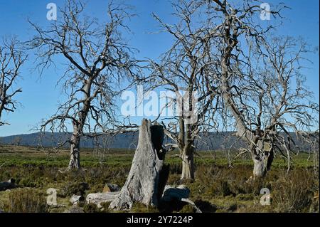 Tasmanischer Miena Cider Gum Eucalyptus gunnii subsp. Divaricata Central Highlands, Tasmanien, Australien gefährdete Arten tote Bäume durch Dürre aus Stockfoto