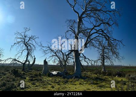 Tasmanischer Miena Cider Gum Eucalyptus gunnii subsp. Divaricata Central Highlands, Tasmanien, Australien gefährdete Arten tote Bäume durch Dürre aus Stockfoto