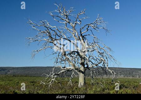 Tasmanischer Miena Cider Gum Eucalyptus gunnii subsp. Divaricata Central Highlands, Tasmanien, Australien gefährdete Arten toter Baum durch Dürre aus Stockfoto