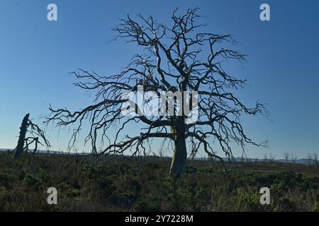 Tasmanischer Miena Cider Gum Eucalyptus gunnii subsp. Divaricata Central Highlands, Tasmanien, Australien gefährdete Arten tote Bäume durch Dürre aus Stockfoto