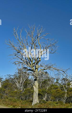 Tasmanischer Miena Cider Gum Eucalyptus gunnii subsp. Divaricata Central Highlands, Tasmanien, Australien gefährdete Arten tote Bäume durch Dürre aus Stockfoto