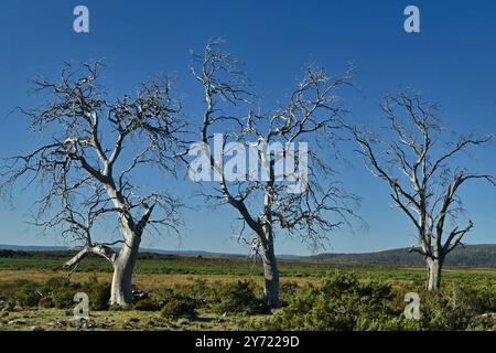 Tasmanischer Miena Cider Gum Eucalyptus gunnii subsp. Divaricata Central Highlands, Tasmanien, Australien gefährdete Arten tote Bäume durch Dürre aus Stockfoto