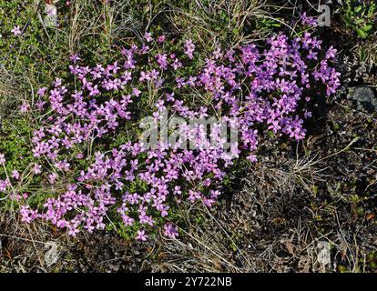 Moss Campion, Cushion Pink oder Kompasspflanze, Silene acaulis, Caryophyllaceae. Nordisland. Silene acaulis, bekannt als Moos campion oder Kissen pink. Stockfoto