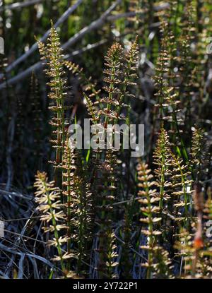 Stutenschwanz oder Stutenschwanz, Hippuris vulgaris, Plantaginaceae. Nordisland. Stockfoto
