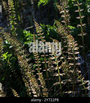 Stutenschwanz oder Stutenschwanz, Hippuris vulgaris, Plantaginaceae. Nordisland. Stockfoto