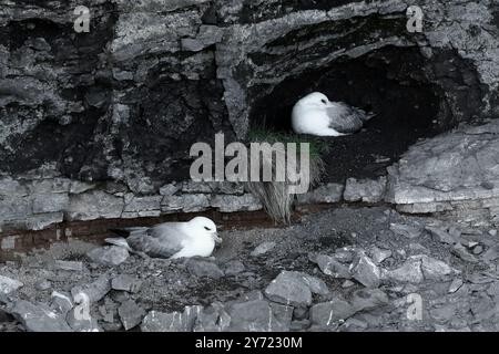 Nördliche Fulmar oder arktische Fulmar, Fulmarus glazialis glazialis, Procellariidae. Nordisland. Stockfoto