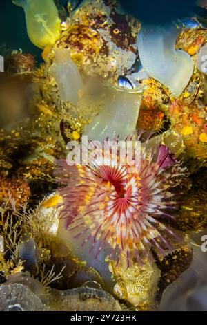 Rotrompete Kalkröhrenwurm, Serpula columbiana, auf der Seite des Docks, Edmonds Marina am Puget Sound, Washington State, USA Stockfoto