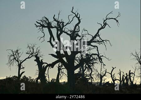 Tasmanischer Miena Cider Gum Eucalyptus gunnii subsp. Divaricata Central Highlands, Tasmanien, Australien gefährdete Arten tote Bäume durch Dürre aus Stockfoto