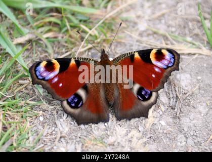 Pfau Schmetterling, Inachis io, Nymphalidae, Schmetterling Stockfoto