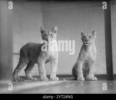 Die lebendigen Nachkommen von Janet, der afrikanischen Löwin des Londoner Zoos, die zwei Jungen, tragen einen gegenseitigen Verhörausdruck, während die Kamera in ihre Schlafhöhle im Regent's Park schaut. April 1948. Stockfoto