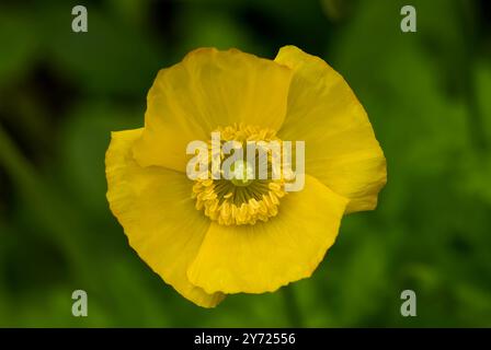 Gelbes Papaver Cambricum, walisischer Mohn, Blume aus nächster Nähe Stockfoto